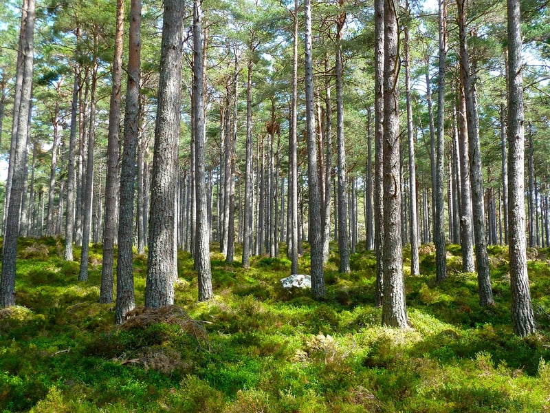 Woodland Image