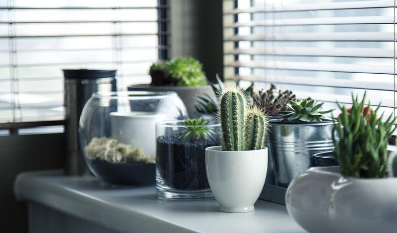 Plants and Greenery